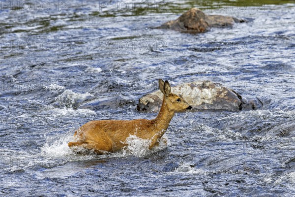 European roe deer (Capreolus capreolus) female, doe crossing fast-flowing water of stream, river in spring