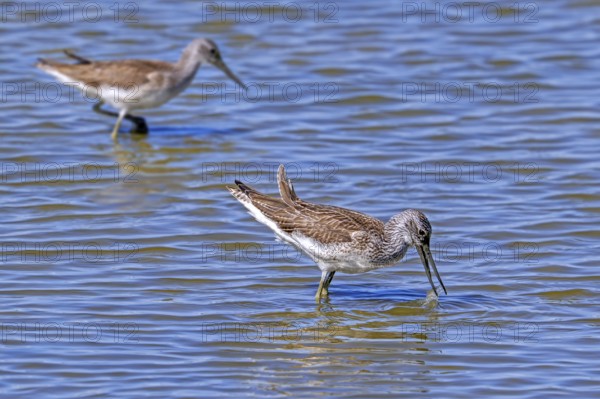 Two common greenshanks (Tringa nebularia) foraging in shallow water of pond in late summer, early autumn