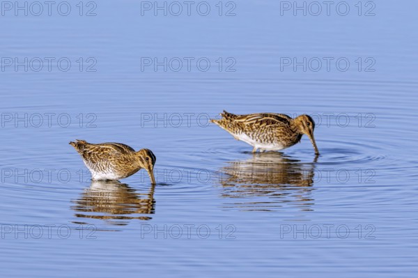 Two common snipes (Gallinago gallinago) foraging in shallow water by probing soft mud in pond in late summer