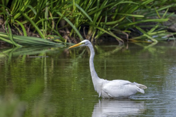 Great white egret, great egret (Ardea alba) non-breeding adult fishing in shallow water of pond in late summer (September)
