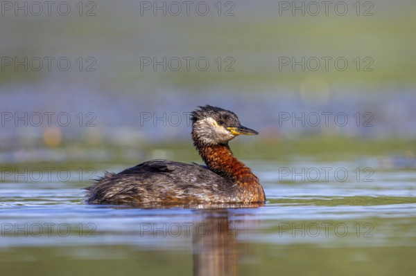 Red-necked grebe (Podiceps grisegena, Podiceps griseigena) adult in breeding plumage swimming in lake in summer