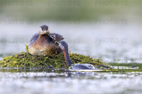 Red-necked grebe (Podiceps grisegena, Podiceps griseigena) male in breeding plumage feeding chick on female's back on nest in lake in summer