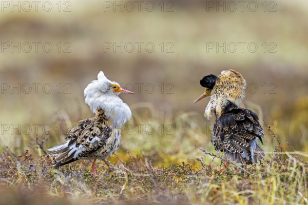 Two ruffs (Calidris pugnax), satellite with white neck ruff and territorial male in breeding plumage displaying at lek in spring, Scandinavia