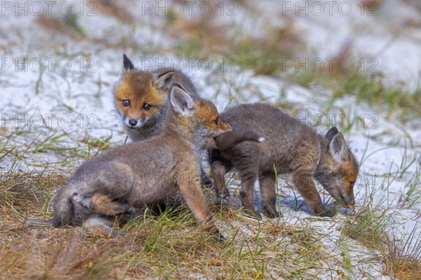 Young red foxes (Vulpes vulpes) three playful kits, juveniles playing near burrow, den in the sand dunes along the coast in spring