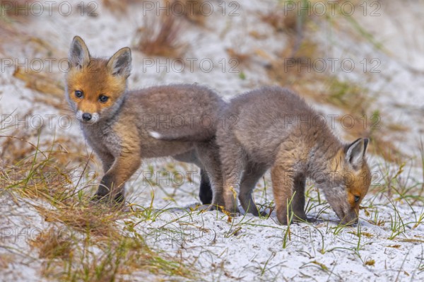Young red foxes (Vulpes vulpes) two playful kits, juveniles playing near burrow, den in the sand dunes along the coast in spring