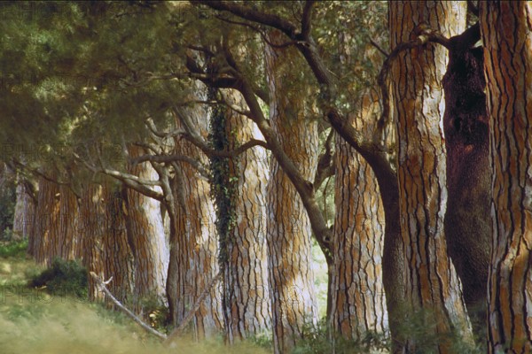 Pine avenue (Pinus pinea), Tuscany, Italy