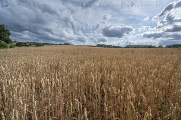 Ripe wheat field (Triticum), cloudy sky, Franconia, Bavaria, Germany