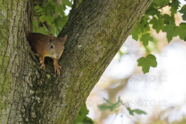 A squirrel (Sciurus vulgaris), juvenile, sitting attentively in the fork of a tree trunk, Hesse, Germany