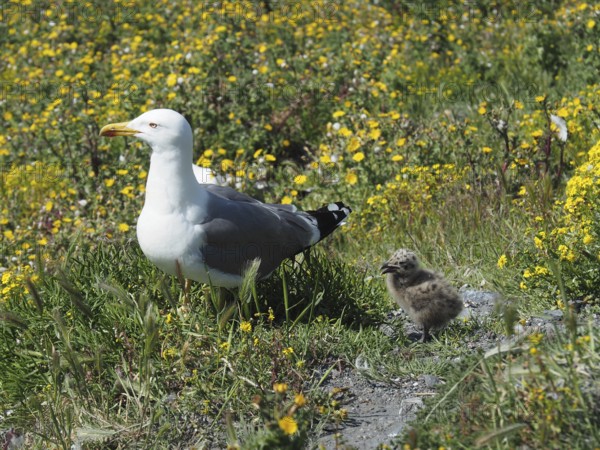 A Mediterranean gull (Larus michahellis) stands next to a chick in the green grass, surrounded by blooming yellow flowers. Porquerolles Island, Giens, Hyères, Provence, Côte d'Azur, France