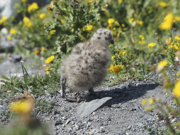 A fluffy chick of the Mediterranean gull (Larus michahellis) stands on a stony path with yellow flowers in the background. Porquerolles Island, Giens, Hyères, Provence, Côte d' Azur, France