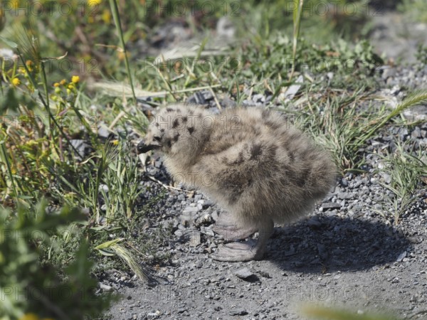 Chick of Mediterranean gull (Larus michahellis) standing in a grassy area. Porquerolles Island, Giens, Hyères, Provence, Côte d' Azur, France