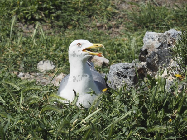 Mediterranean gull (Larus michahellis) breeding in the nest on grassy ground next to rocks. Porquerolles Island, Giens, Hyères, Provence, Côte d' Azur, France