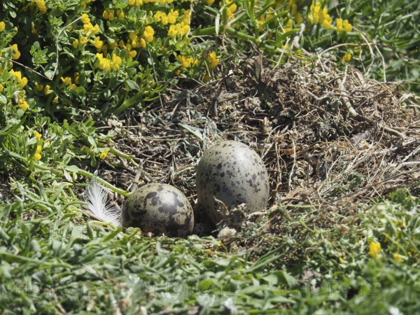 Two eggs of Mediterranean gull (Larus michahellis) in a nest between yellow flowers and grass. Porquerolles Island, Giens, Hyères, Provence, Côte d' Azur, France