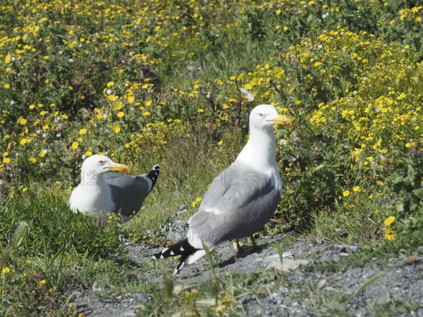 Two Mediterranean gulls (Larus michahellis) walking through a flowering meadow landscape. Porquerolles Island, Giens, Hyères, Provence, Côte d' Azur, France