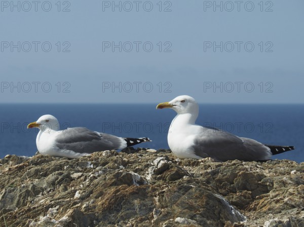 Two Mediterranean gulls (Larus michahellis) resting on rocks with the sea in the background. Porquerolles Island, Giens, Hyères, Provence, Côte d' Azur, France