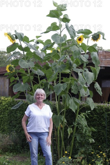 Sunflower (Helianthus annuus), giant variety, tall, woman, garden, size comparison, Germany, A woman stands in the garden in front of her tall sunflowers. The measured height is over 3 metres