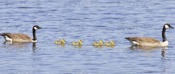 Canada goose (Branta canadensis), pair swimming with chicks on a lake, animal pair, wildlife, birds, geese, nature reserve Wagbachniederung, Waghäusel, Baden-Württemberg, Germany