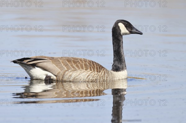 Canada goose (Branta canadensis), swimming on a lake, wildlife, birds, geese, nature reserve Wagbachniederung, Waghäusel, Baden-Württemberg, Germany
