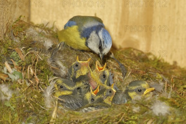Blue tit (Cyanistes caeruleus) feeding the young in the nest, Wilnsdorf, North Rhine-Westphalia, Germany