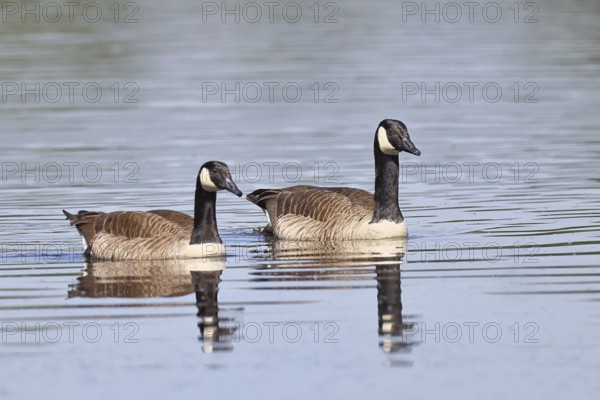 Canada goose (Branta canadensis), pair swimming on a lake, animal pair, wildlife, birds, geese, nature reserve Wagbachniederung, Waghäusel, Baden-Württemberg, Germany