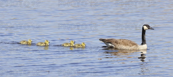 Canada goose (Branta canadensis), swimming with chicks on a lake, animal pair, wildlife, birds, geese, nature reserve Wagbachniederung, Waghäusel, Baden-Württemberg, Germany