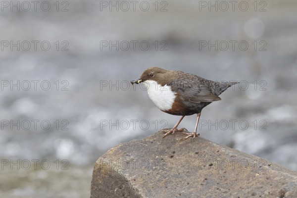 White-throated Dipper (Cinclus cinclus) standing with prey on a stone in the middle of a stream, the only native songbird that can also dive, wildlife, native nature, Wilnsdorf, North Rhine-Westphalia, Germany