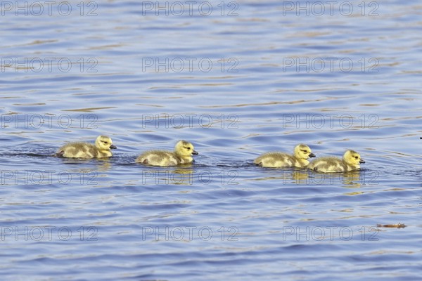 Canada goose (Branta canadensis), chicks swimming on a lake, young animals, wildlife, birds, geese, nature reserve Wagbachniederung, Waghäusel, Baden-Württemberg, Germany