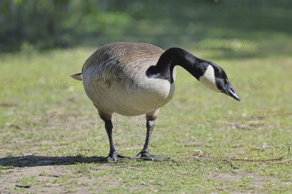 Canada goose (Branta canadensis), running on the lakeshore, wildlife, birds, geese, nature reserve Wagbachniederung, Waghäusel, Baden-Württemberg, Germany