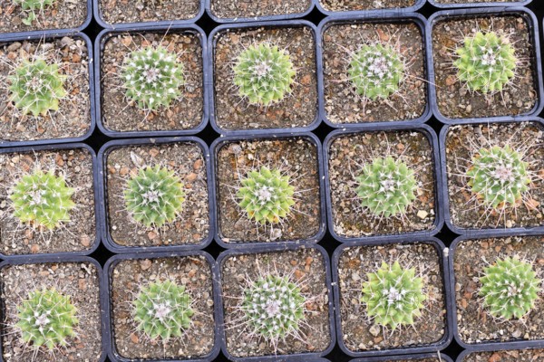 Top view of many small 'Mammillaria Carnea' cactus plants in flower pots