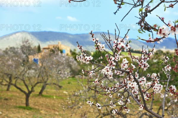 Almond blossoms on almond tree, in the background almond trees and finca, Majorca, Balearic Islands, Spain