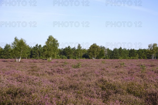 Heath landscape, Summer, Germany
