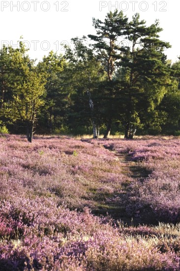 Heath landscape, Summer, Germany