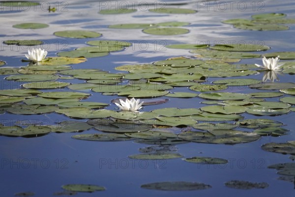 Pond with beautiful water lilies, summer, Germany