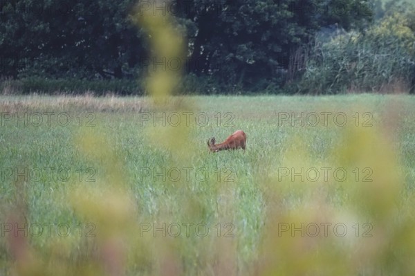 Roebuck in a field, summer, Germany