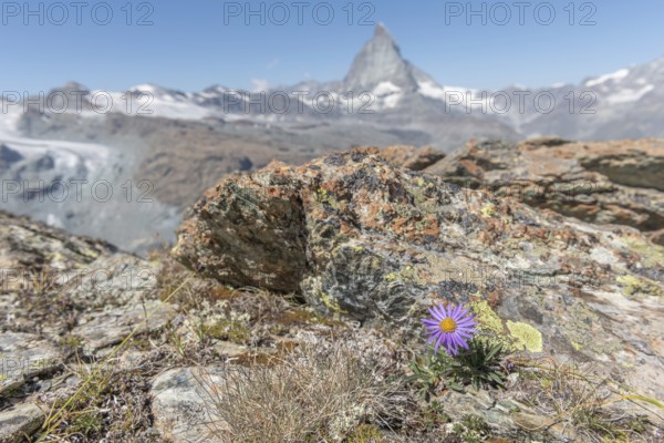 A solitary purple wildflower Aster des Alpes (Aster alpinus) rises from the rocky ground and displays its vibrant colour against the stone. The Matterhorn mountain towers majestically in the background on a bright day. Zermatt, Valais, Alps, Swiss