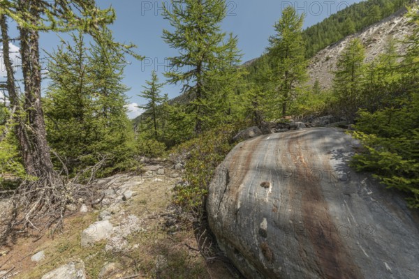 A massive boulder stands prominently amongst the vibrant green trees in a tranquil mountainous region. The bright blue sky provides a clear backdrop that emphasises the natural beauty of the scenery. Grachen, Viege, Valais, Swiss