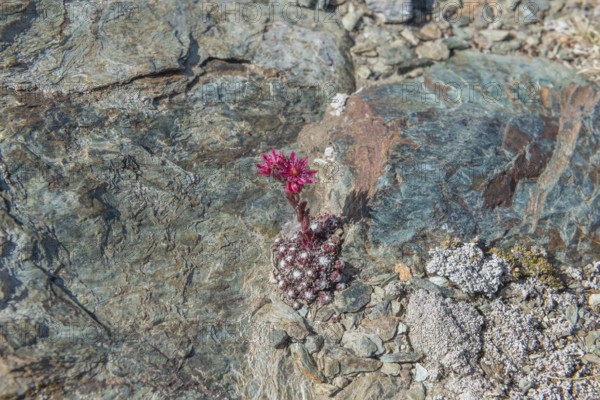 A striking pink flower Sempervivum arachnoideum (cobweb houseleek) grows out of a rocky surface and shows resilience in a ha rsh environment. The surrounding rocks and soil create a textured background in a remote area. Zermatt, Valais, Alps, Switzerland