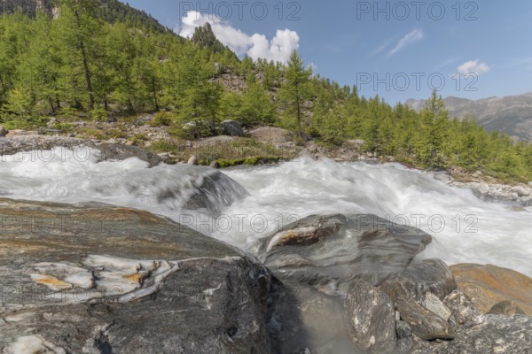 A rushing river cascades over smooth stones, surrounded by lush green trees and majestic mountains. The bright blue sky adds to the peaceful summer atmosphere. Grachen, Viege, Valais, Swiss