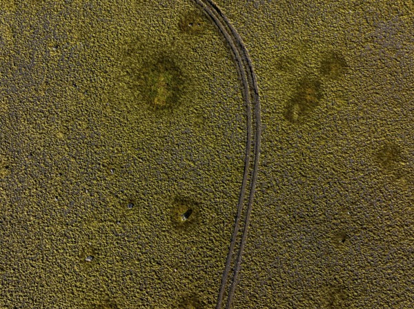 Lane, mosses, sunny, nature, fragile, environmental degradation, south-east Iceland, Iceland