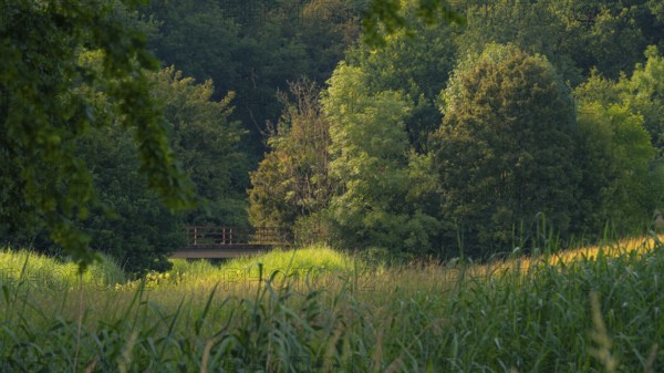 View across a meadow in the evening light to an old bridge in front of a forest, Ahlden, district of Heidekreis, Lower Saxony, Germany