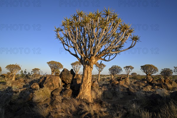 Quiver tree (Aloe dichotoma) in the morning light, quiver tree forest near Keetmanshoop, Karas Region, Namibia