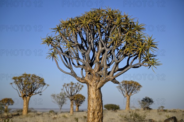 Quiver tree (Aloe dichotoma), quiver tree forest near Keetmanshoop, Karas Region, Namibia