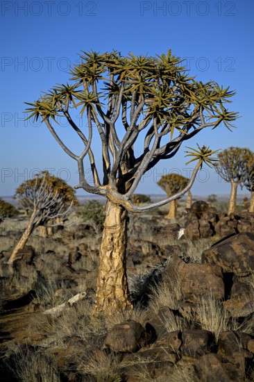 Quiver tree (Aloe dichotoma), quiver tree forest near Keetmanshoop, Karas Region, Namibia