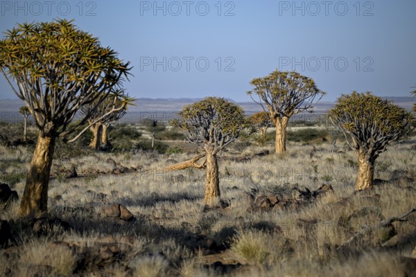 Quiver trees (Aloe dichotoma), quiver tree forest near Keetmanshoop, Karas Region, Namibia