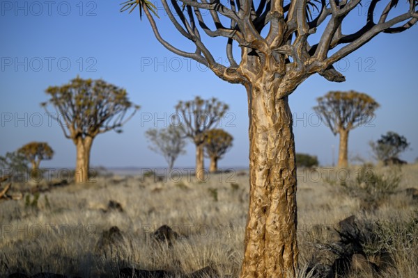Quiver trees (Aloe dichotoma), quiver tree forest near Keetmanshoop, Karas Region, Namibia