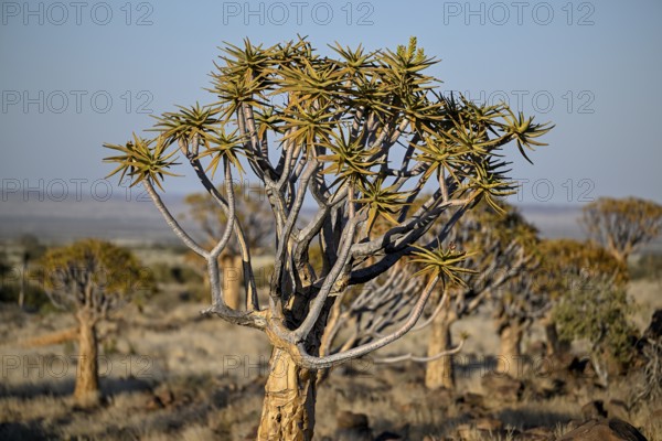 Quiver tree (Aloe dichotoma), quiver tree forest near Keetmanshoop, Karas Region, Namibia