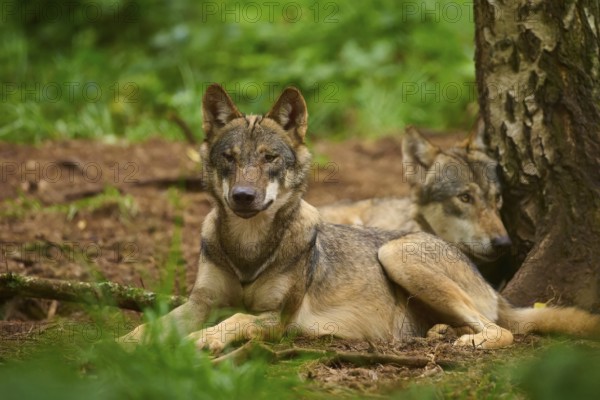 Two wolves resting next to each other on a tree in the forest, Wolf (Canis Lupos), Germany