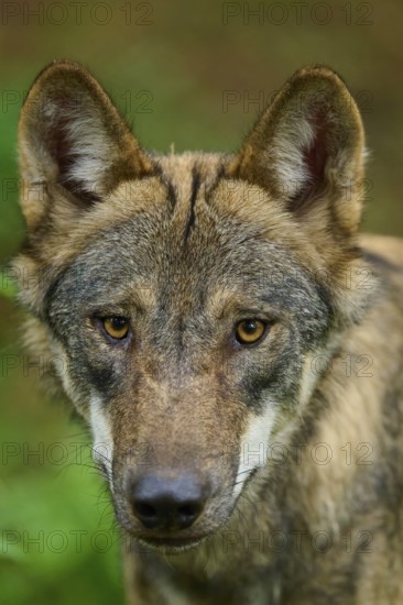 Close-up of a wolf face with intense gaze in the greenery, Wolf (Canis Lupos), Germany