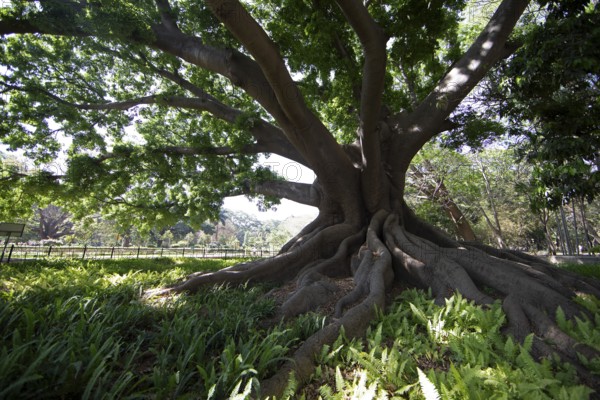 Old kapok tree (Ceiba pentandra) in the Lalbagh Botanical Garden, Begaluru or Bangalore, Karnataka, India
