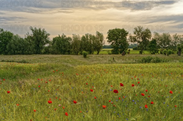 Cereal field with poppies, Lower Rhine, North Rhine-Westphalia, Germany